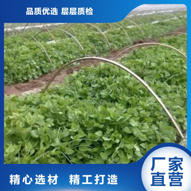 紫薯苗紅薯粉多種優勢放心選擇