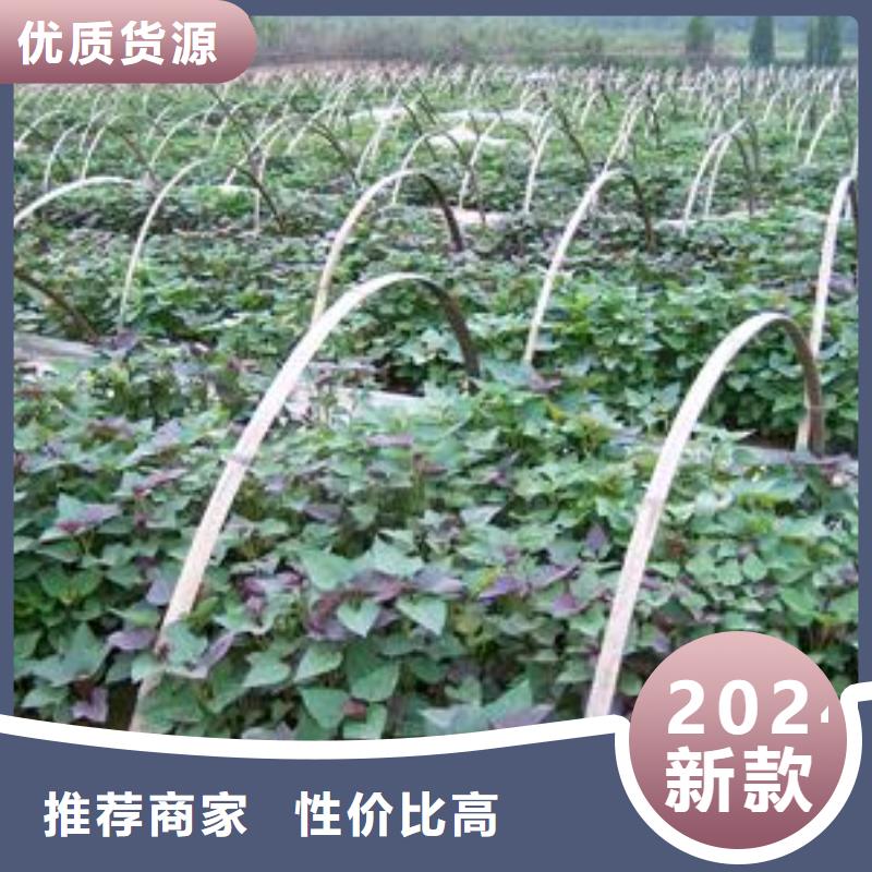 紫薯苗_南瓜粉廠家源廠供貨