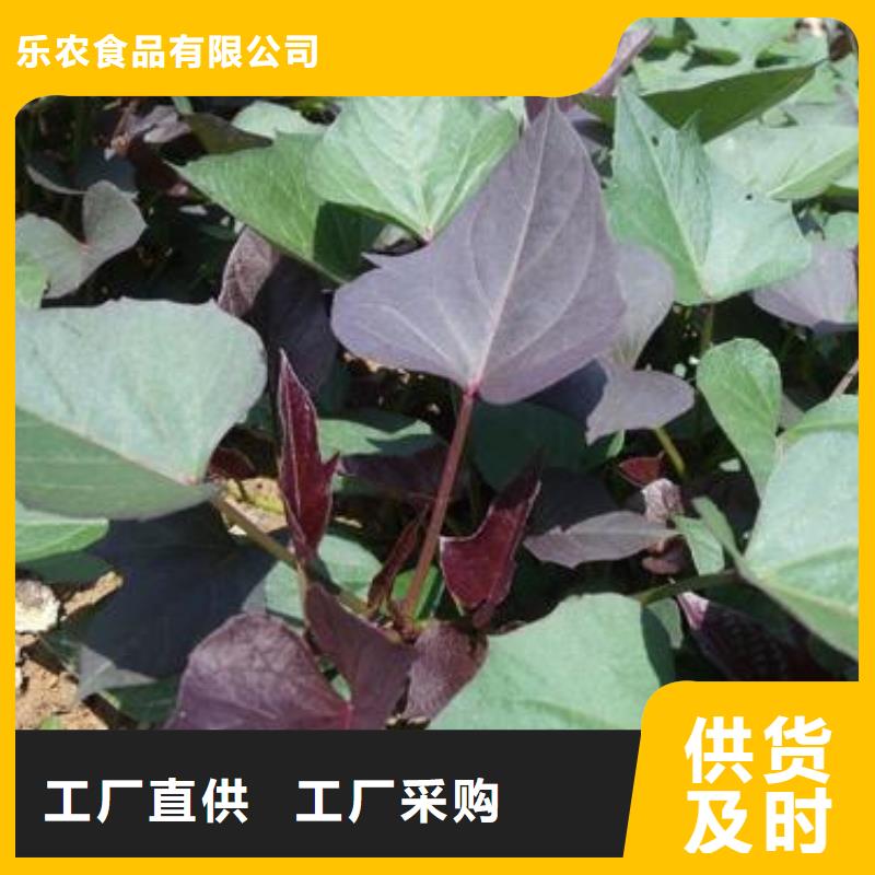 紫薯苗-羽衣甘藍粉售后無憂