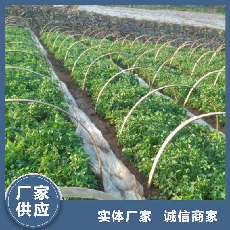 紫薯苗,羽衣甘藍粉講信譽保質量