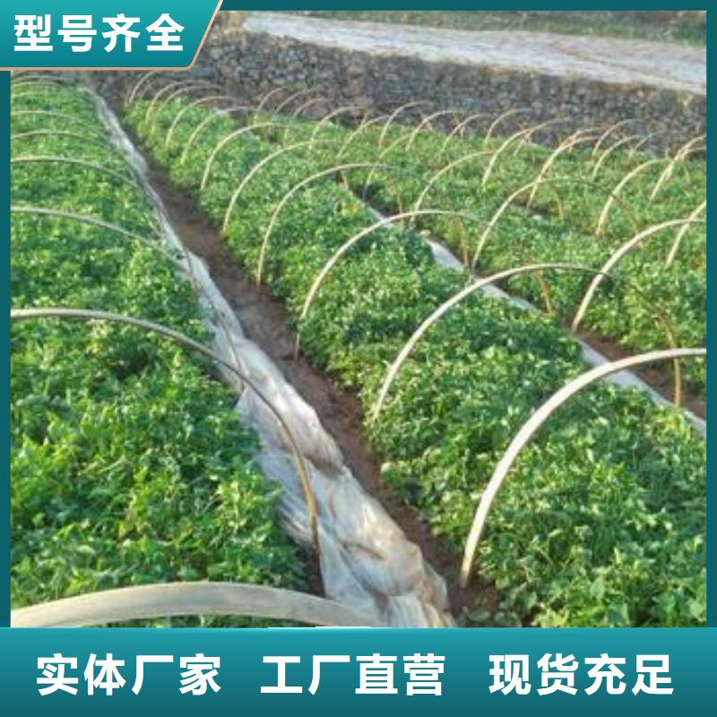 紫薯苗紅薯粉多種優勢放心選擇
