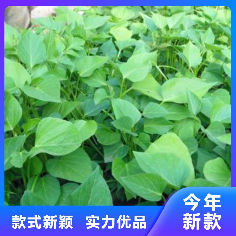 【紫薯苗】羽衣甘藍粉現貨齊全售后無憂
