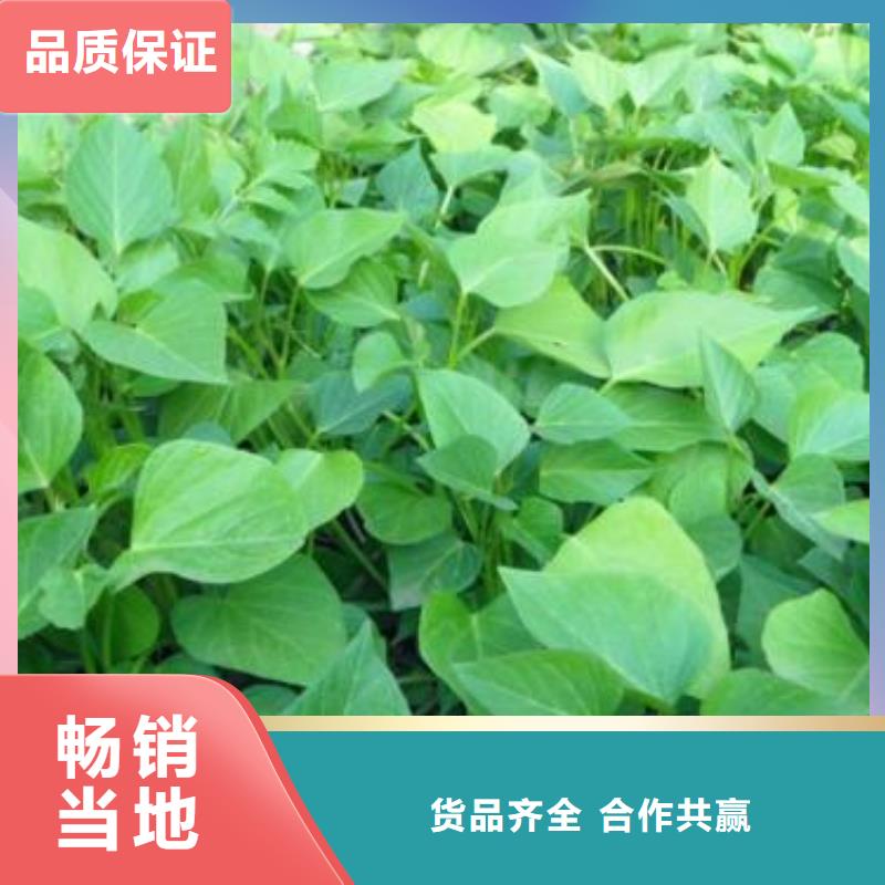 紫薯苗【紫薯雪花片】規格齊全實力廠家
