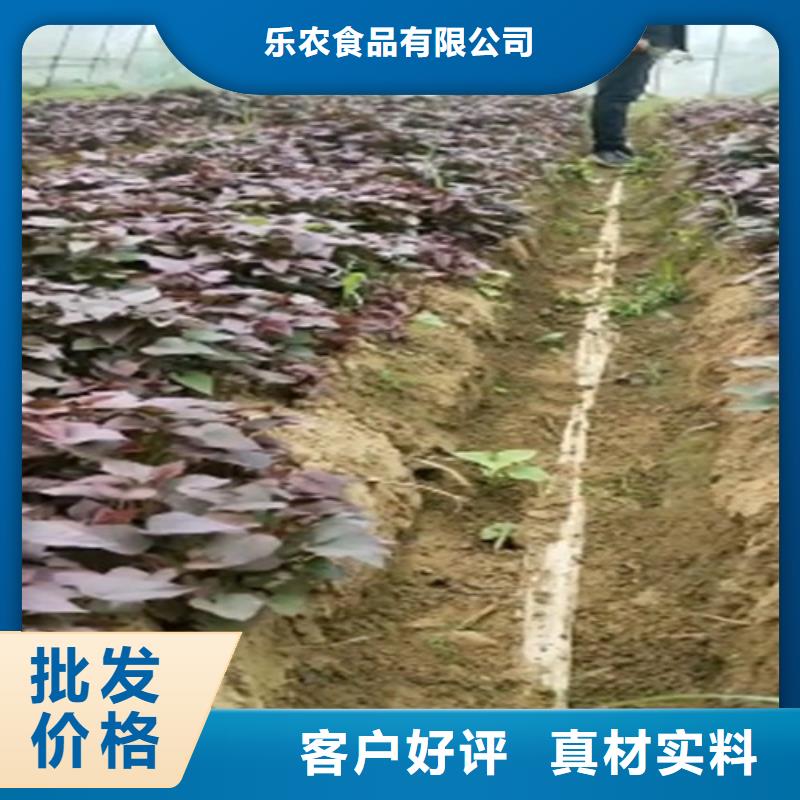 紫薯苗紅薯粉多種優勢放心選擇