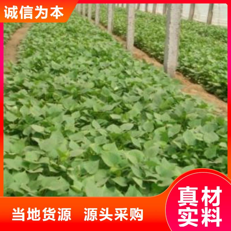 【紫薯苗】羽衣甘藍粉現貨齊全售后無憂