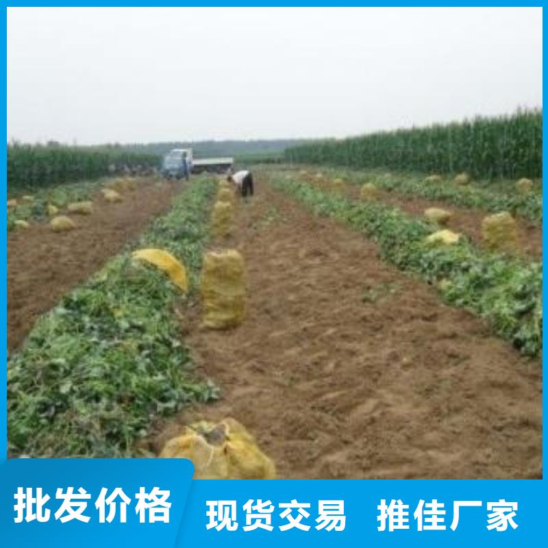 紫薯苗【紫薯雪花片】規格齊全實力廠家
