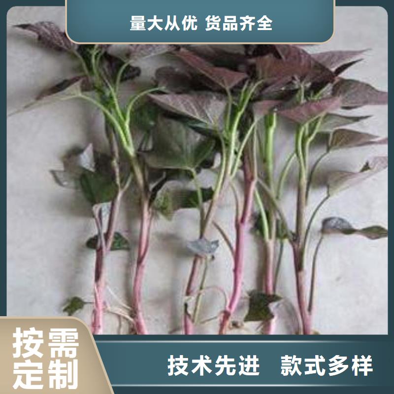 紫薯苗南瓜粉從廠家買售后有保障