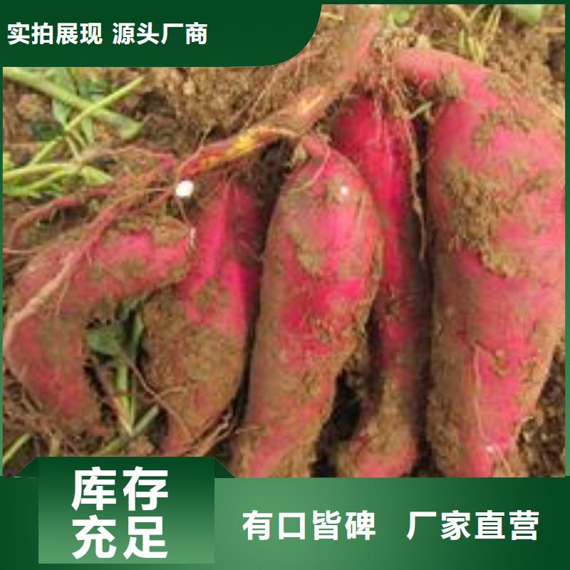 紫薯苗南瓜粉從廠家買售后有保障