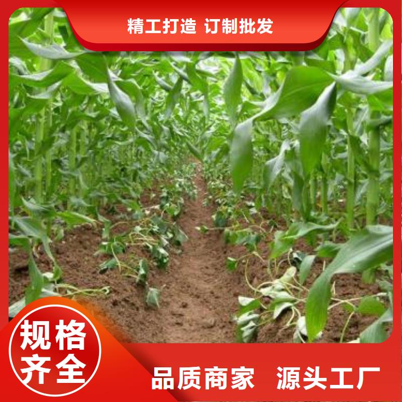 紫薯苗,羽衣甘藍粉講信譽保質量