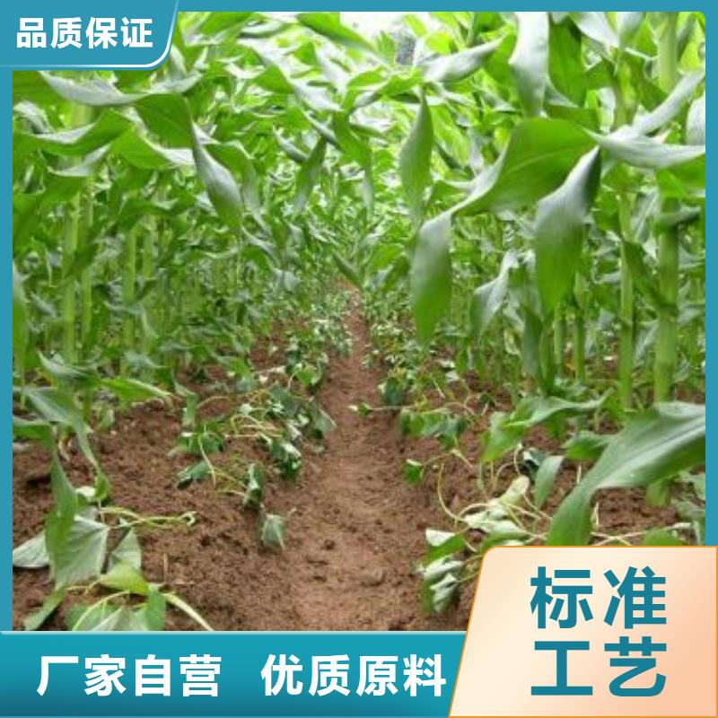 紫薯苗南瓜粉從廠家買售后有保障