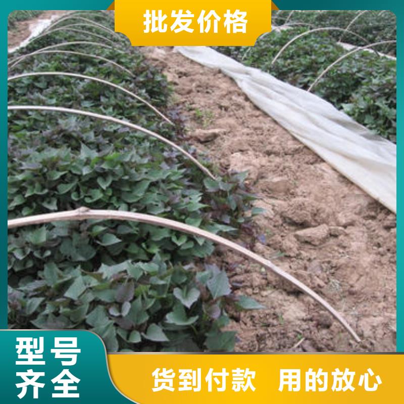 紫薯苗,羽衣甘藍(lán)粉講信譽(yù)保質(zhì)量