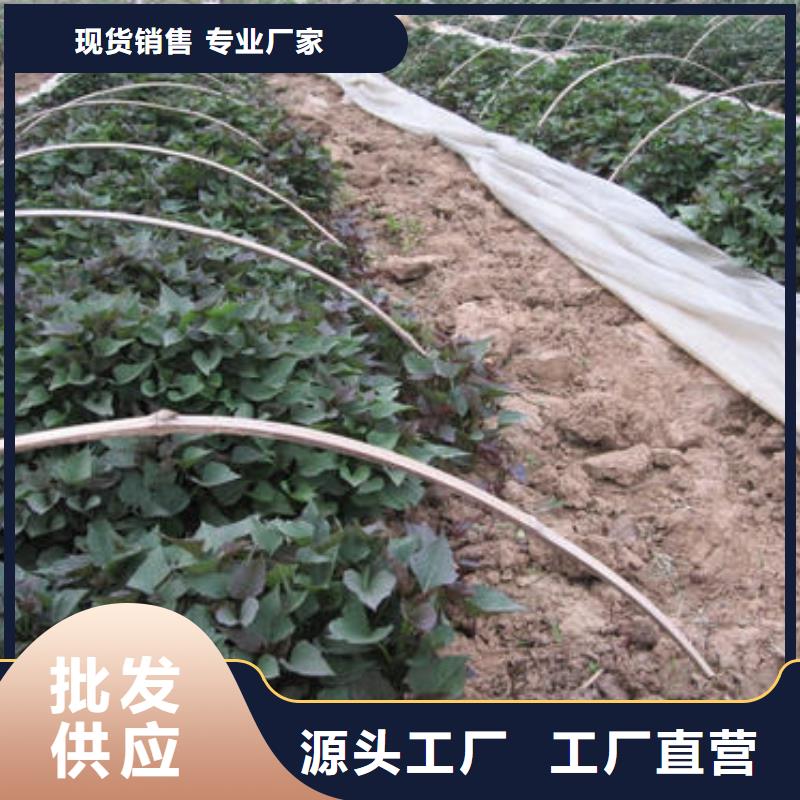 【紫薯苗】羽衣甘藍粉現貨齊全售后無憂