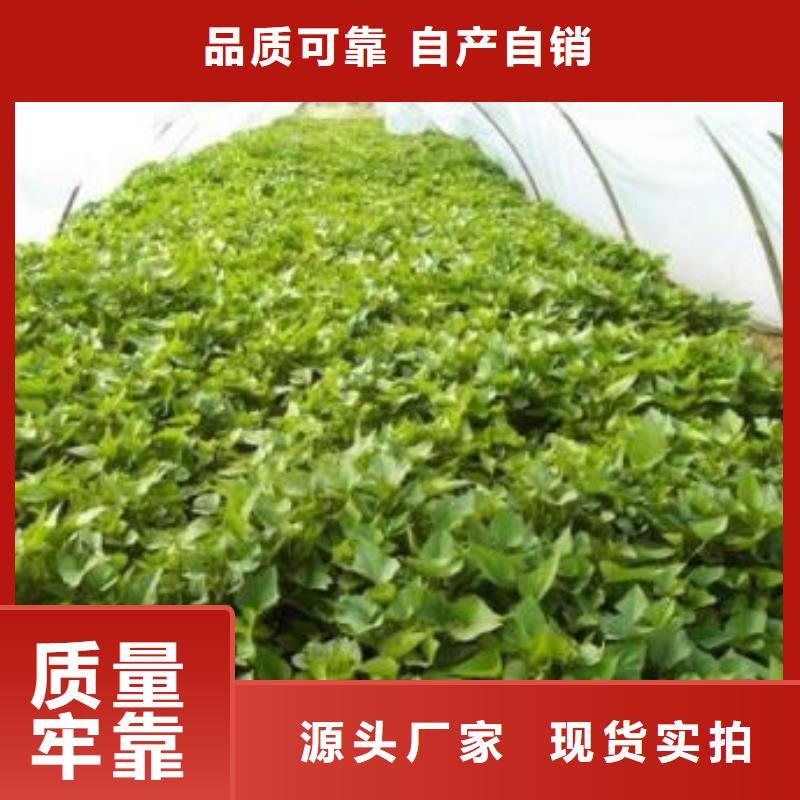 紫薯苗,羽衣甘藍(lán)粉講信譽保質(zhì)量