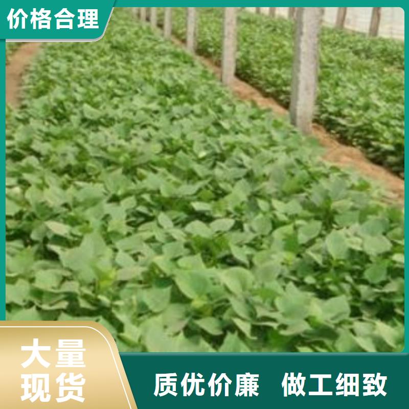 紫薯苗,羽衣甘藍(lán)粉廠家直銷大量現(xiàn)貨