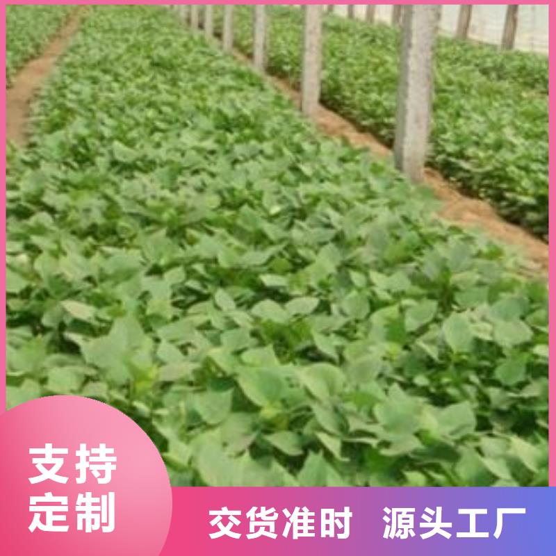 紫薯苗,羽衣甘藍(lán)粉講信譽(yù)保質(zhì)量