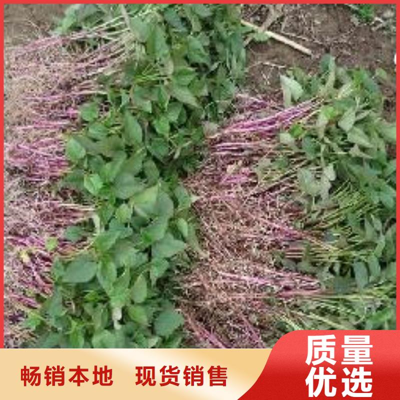 紫薯苗,羽衣甘藍(lán)粉講信譽(yù)保質(zhì)量