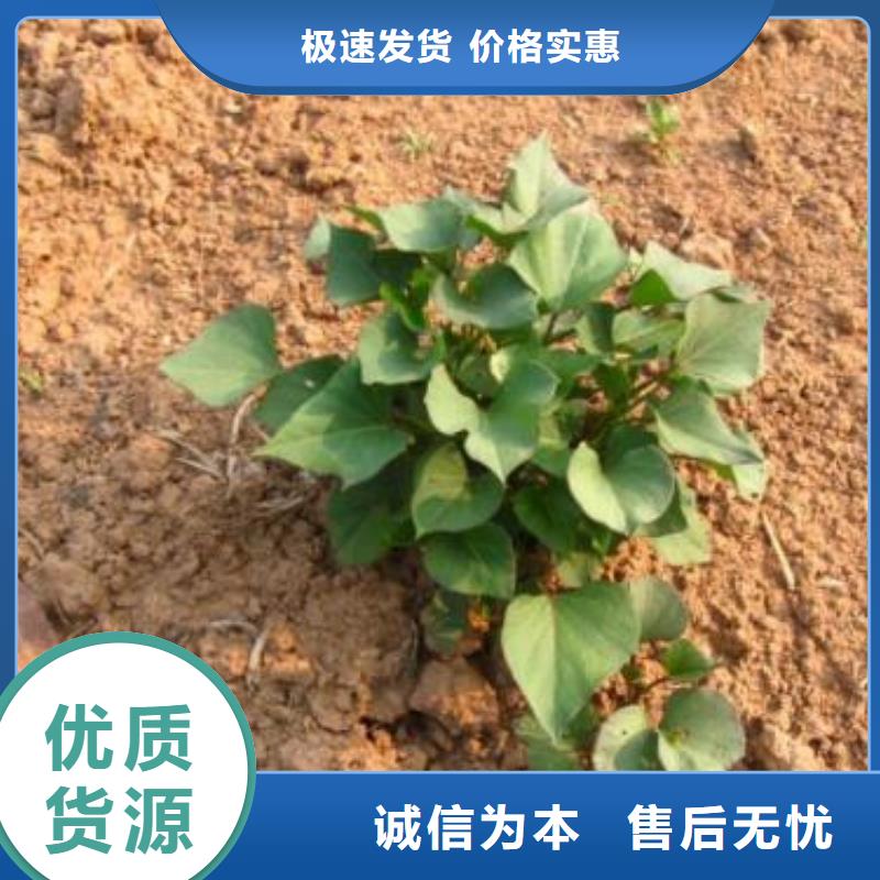 紫薯苗-羽衣甘藍粉售后無憂