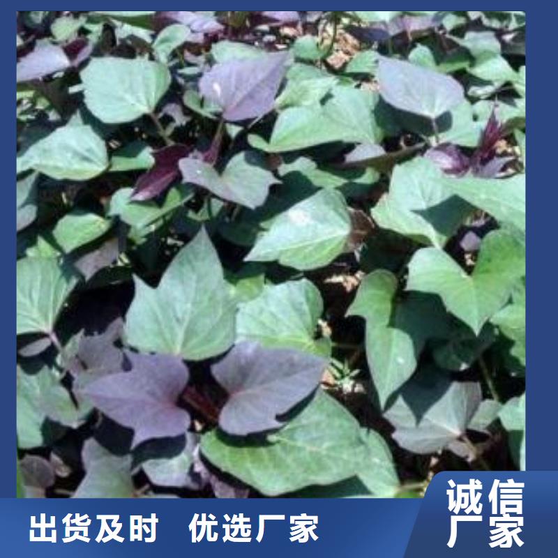紫薯苗,羽衣甘藍粉講信譽保質量