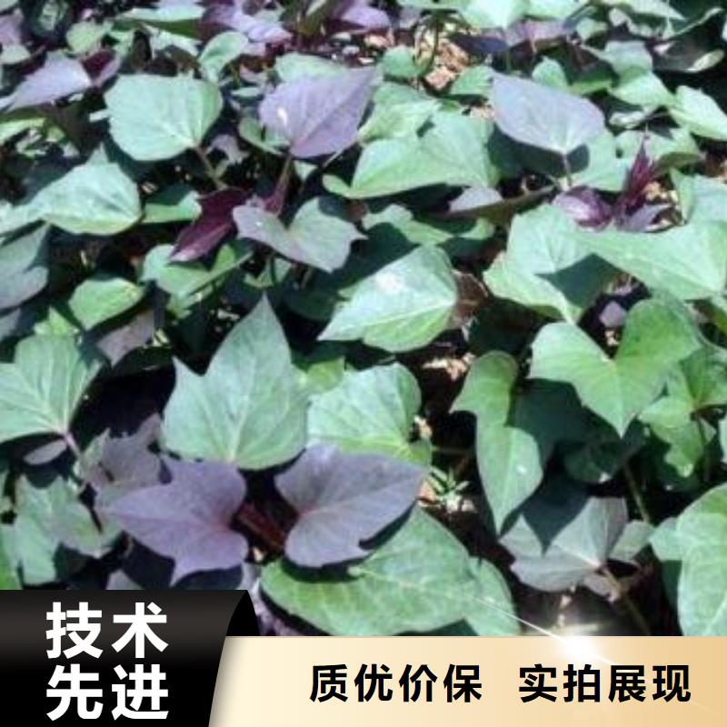 紫薯苗南瓜粉從廠家買售后有保障
