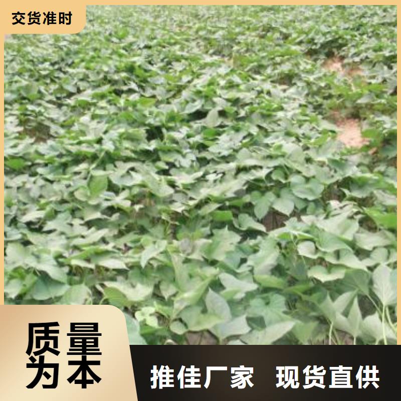 紫薯苗,羽衣甘藍粉講信譽保質量