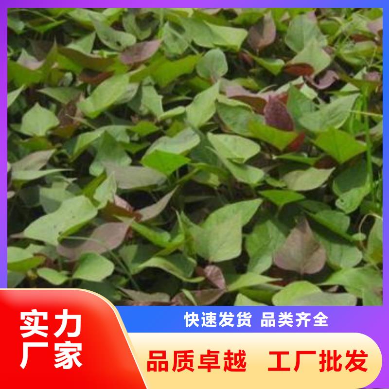 【紫薯苗】羽衣甘藍粉現貨齊全售后無憂