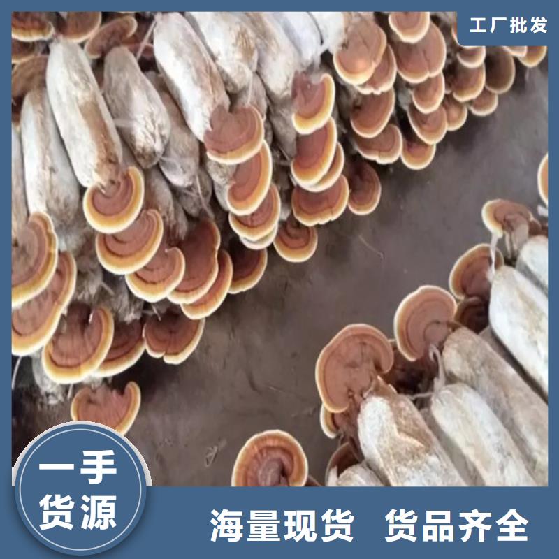 优选：灵芝超微粉批发商