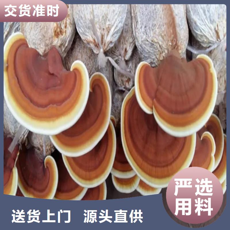 
灵芝孢子粉-我们只做高品质