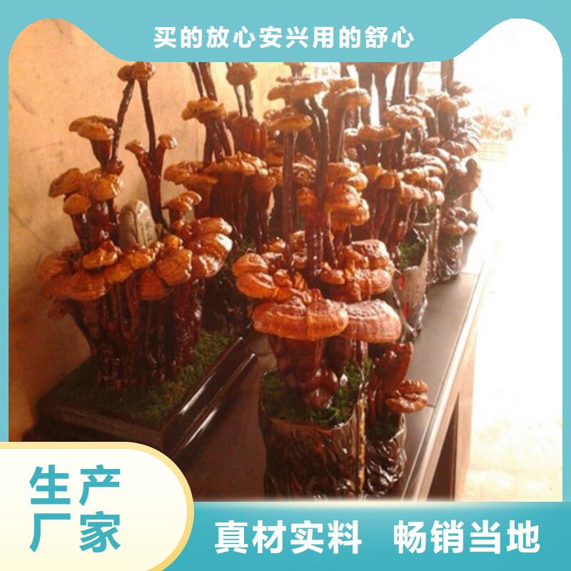 灵芝养殖-您身边的灵芝养殖厂家