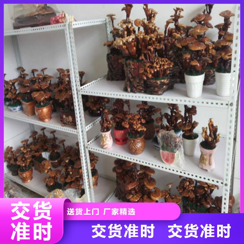 破壁灵芝粉产品参数