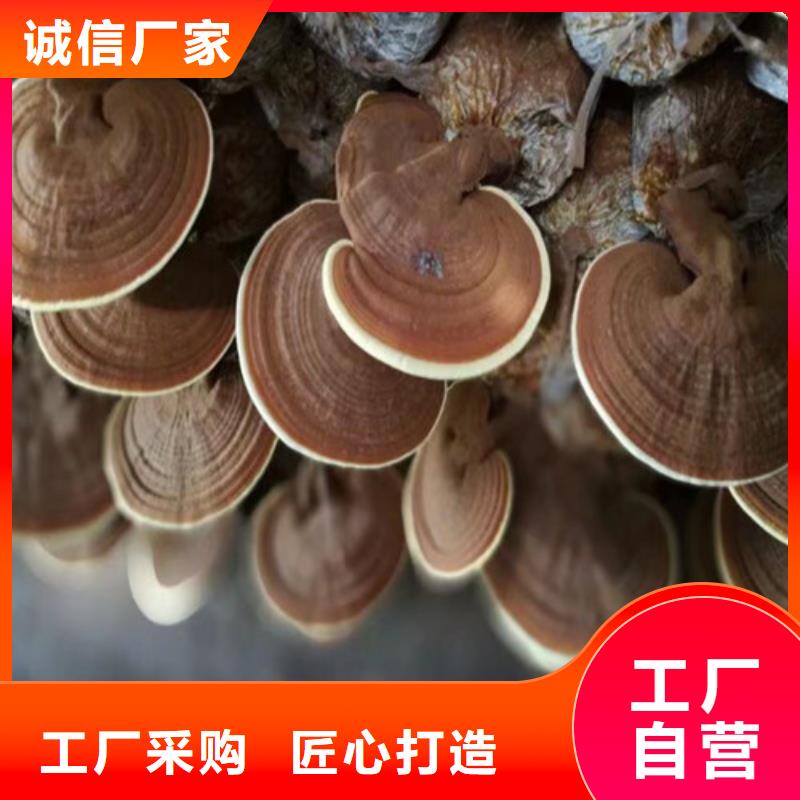 破壁灵芝孢子粉质优价廉