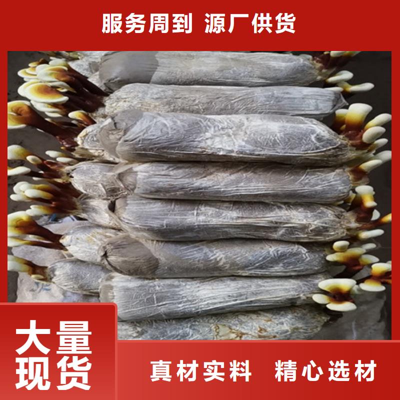 新鲜灵芝-高品质低价格