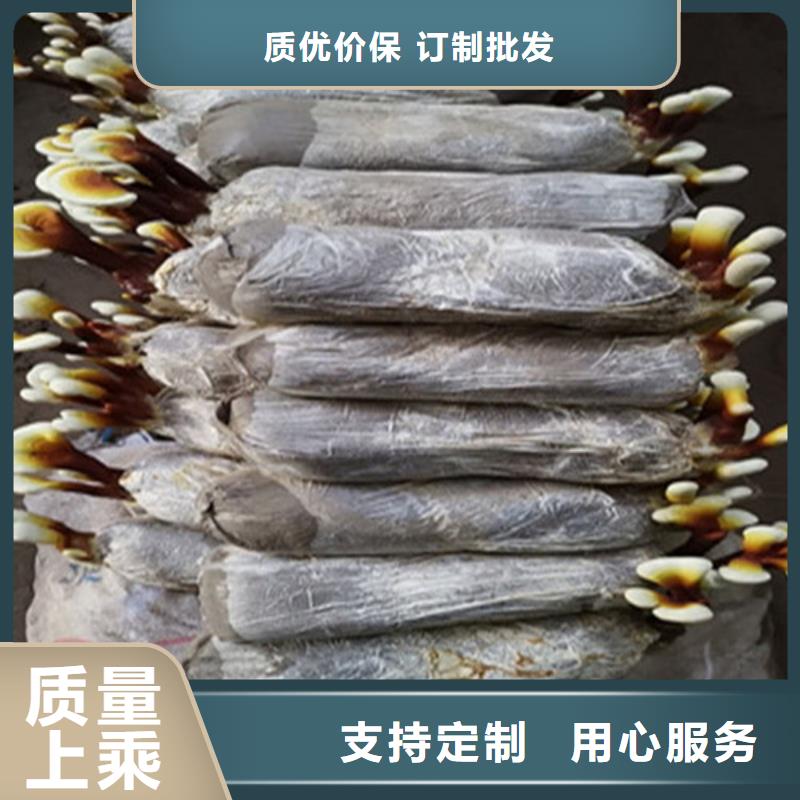 高品质破壁灵芝粉供应商