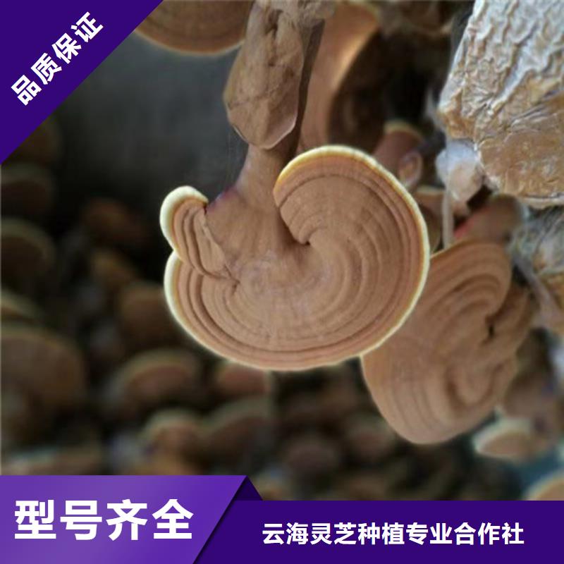 灵芝孢子粉怎么吃工厂直销