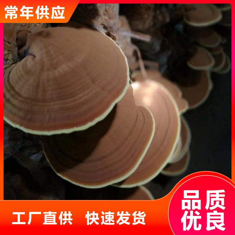 灵芝粉销售公司-价格合理