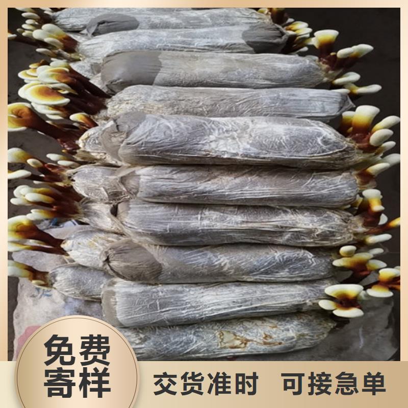 灵芝白牙_量大从优