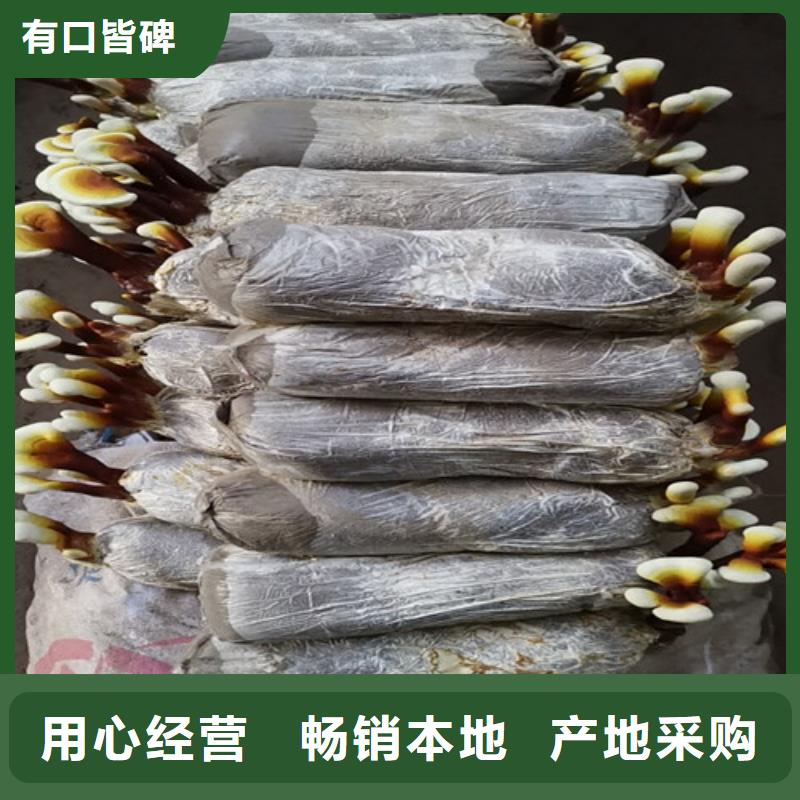 推荐：灵芝白头厂家