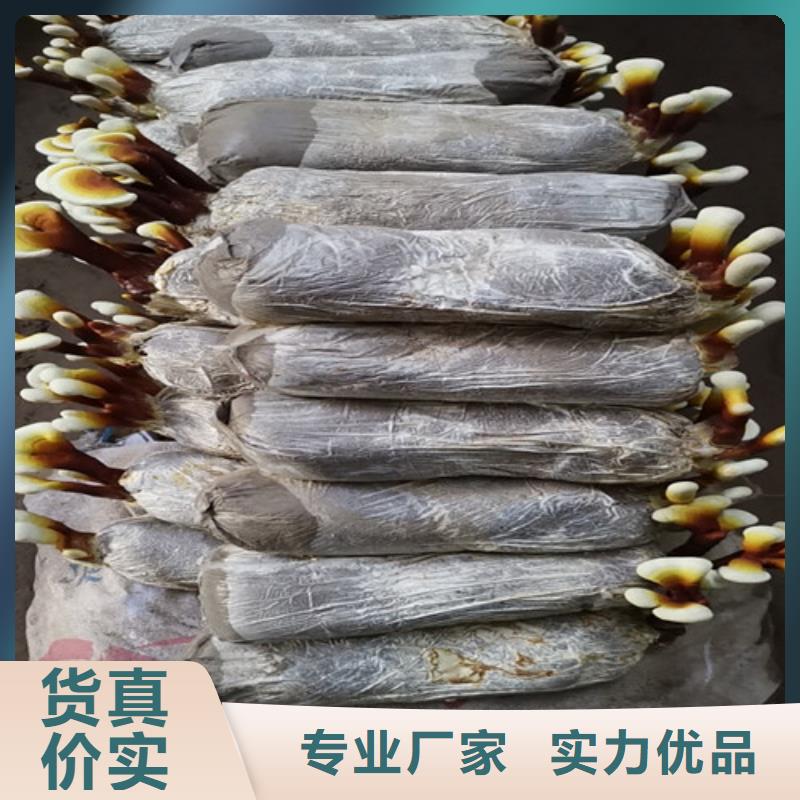 
灵芝粉
质量合格