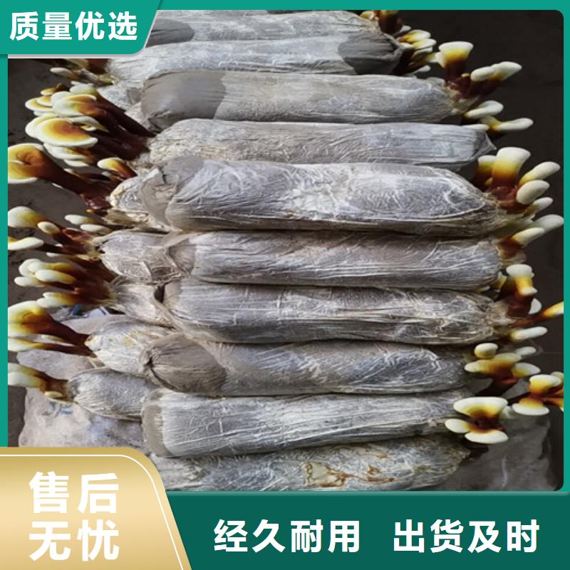 价格合理的灵芝超细粉批发商