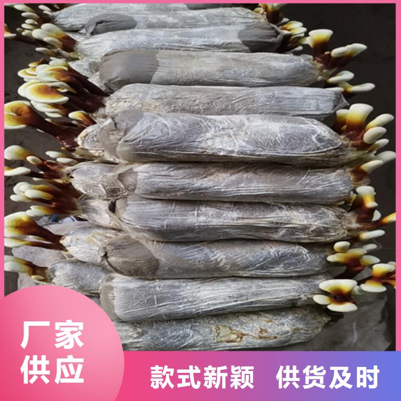 质量可靠的灵芝粉经销商