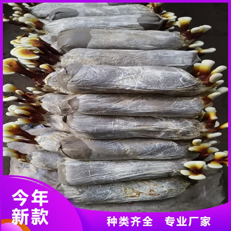 灵芝孢子粉-批发价格-优质货源