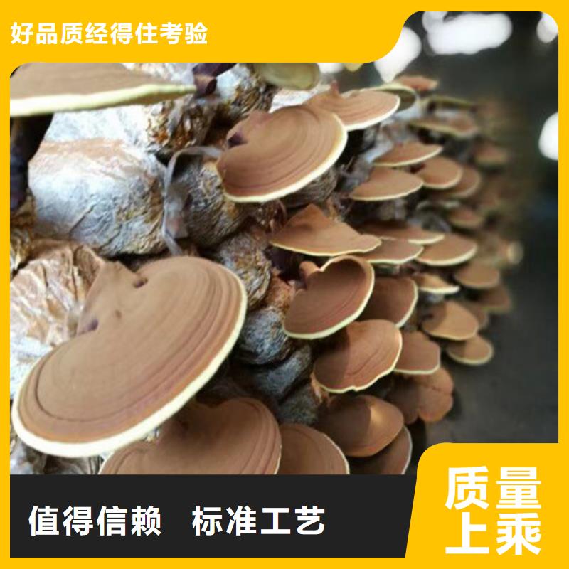 破壁灵芝粉省心省钱