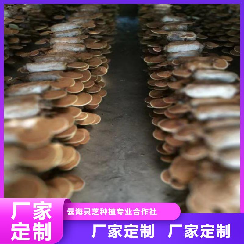 质量可靠的灵芝孢子粉怎么吃生产厂家