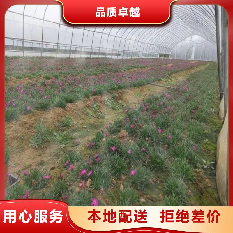 大安区定尺连栋蔬菜大棚管有兴趣合作