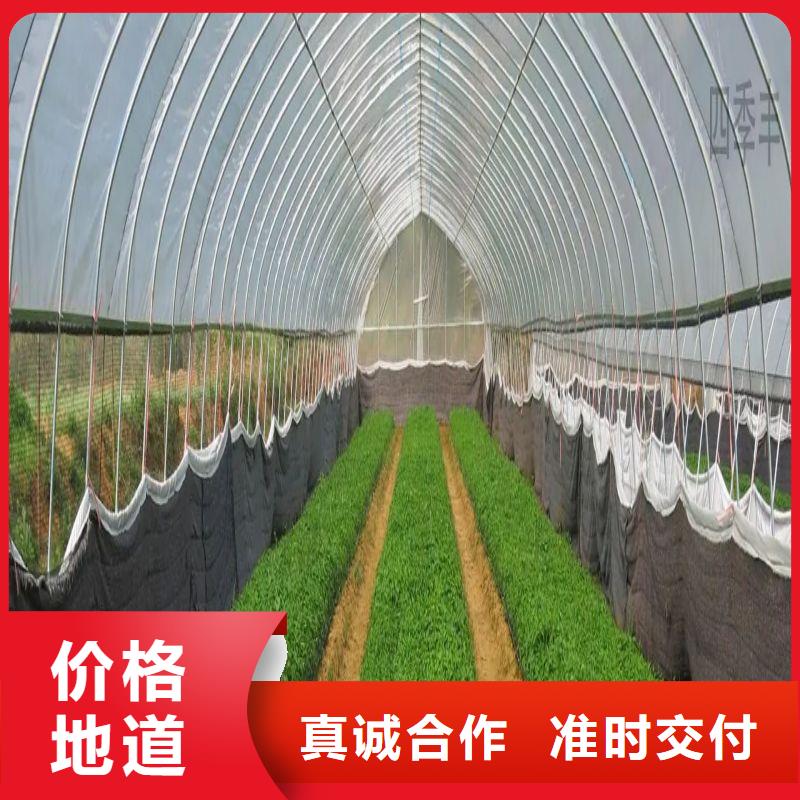 定尺連棟蔬菜大棚管實體廠家