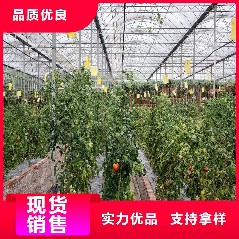 港区蔬菜连体温室大棚管下单