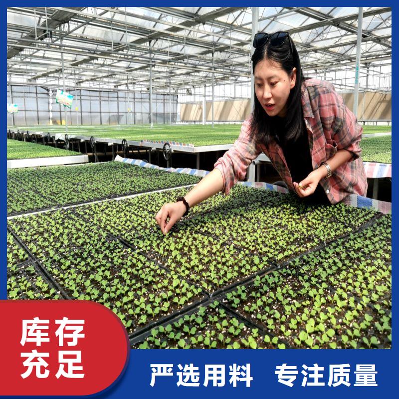 顺昌连栋大棚种植择优推荐2024