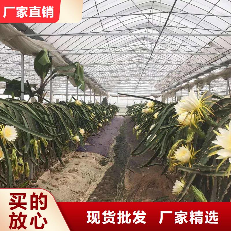 香蜜湖街道大棚鋼管詢問報價