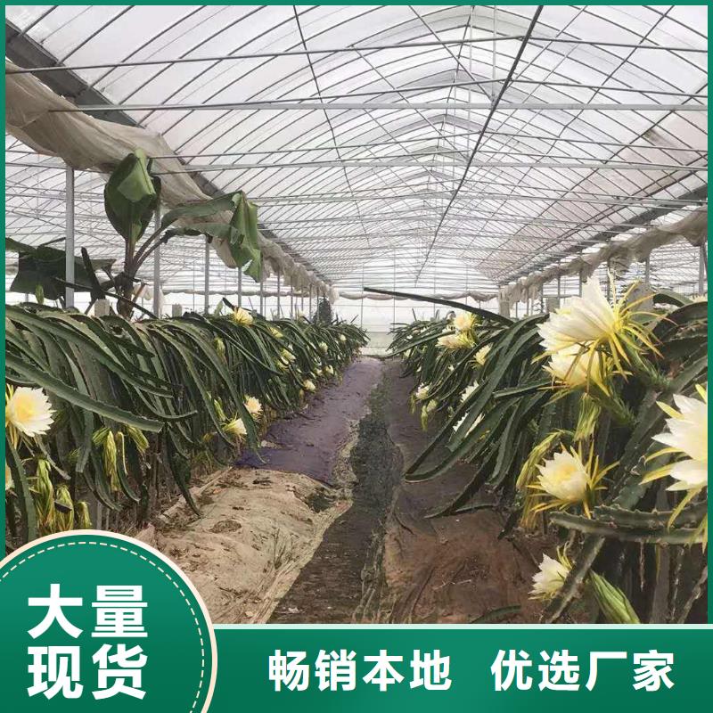 定海区蔬菜，花卉连栋大棚管架结实不变形