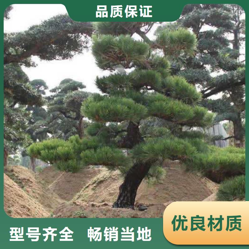 造型松造型松基地匠心工艺