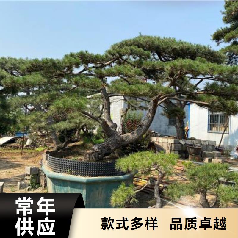 造型松奇石源頭廠家直銷
